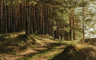 Parki narodowe w Małopolsce - odkryj dziką przyrodę