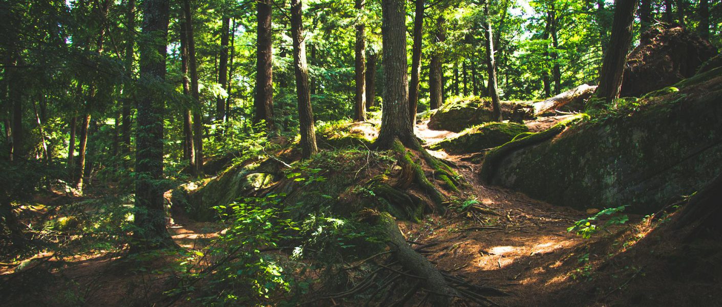 Lubelskie ścieżki zielone - spacer wśród przyrody