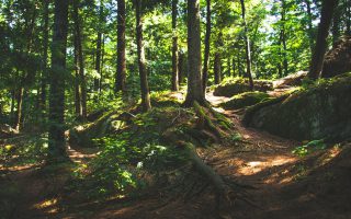 Lubelskie ścieżki zielone - spacer wśród przyrody
