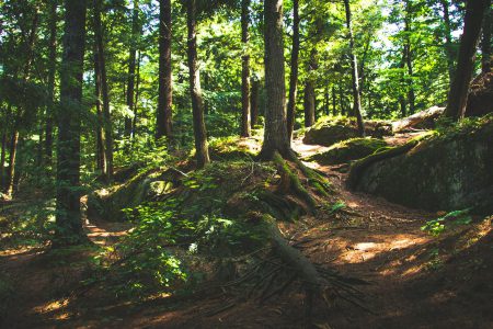 Lubelskie ścieżki zielone - spacer wśród przyrody
